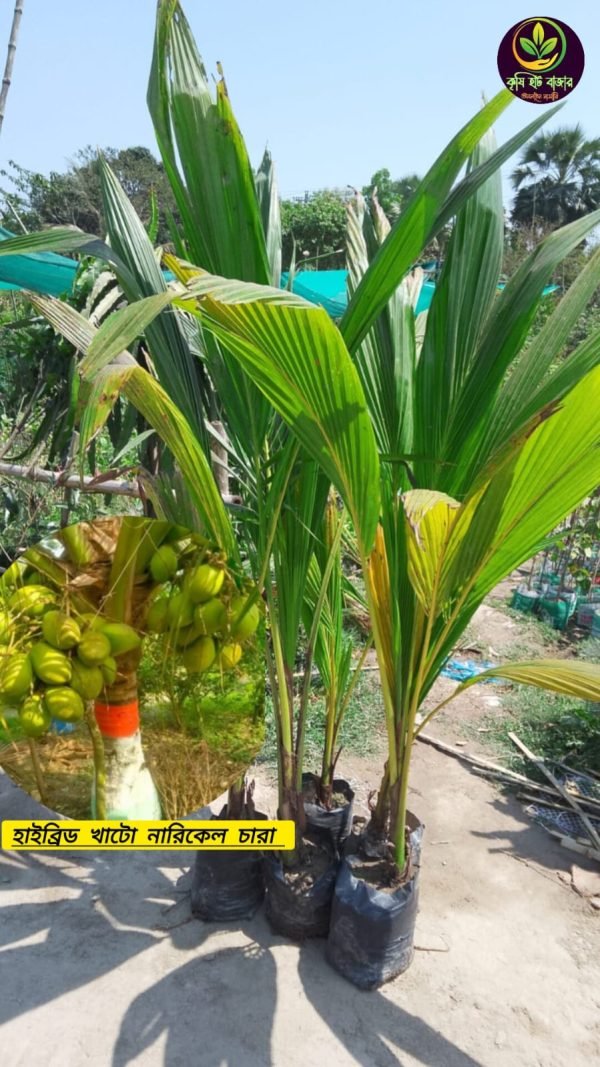 বারোমাসি ৬ গাছের প্যাকেজ মূল্যঃ ১২৮০ টাকা