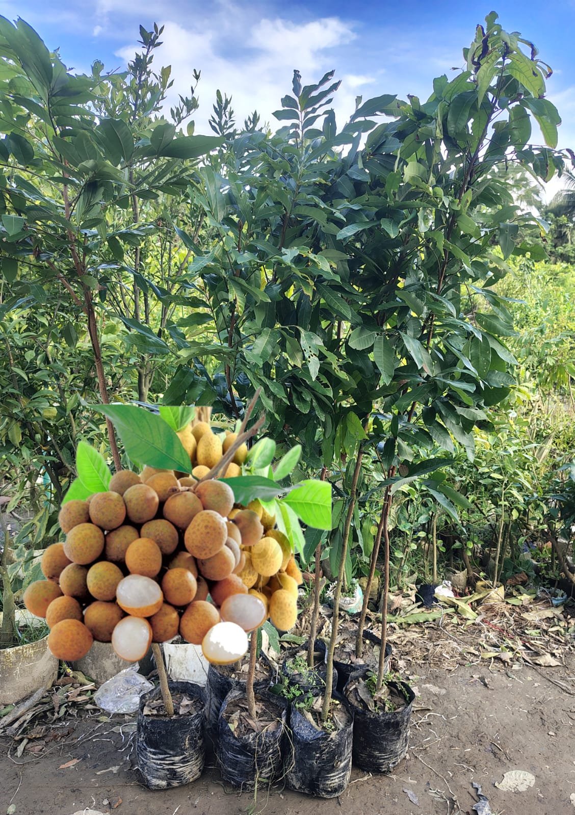 WhatsApp Image 2025-09-06 at 11.33.08 PM