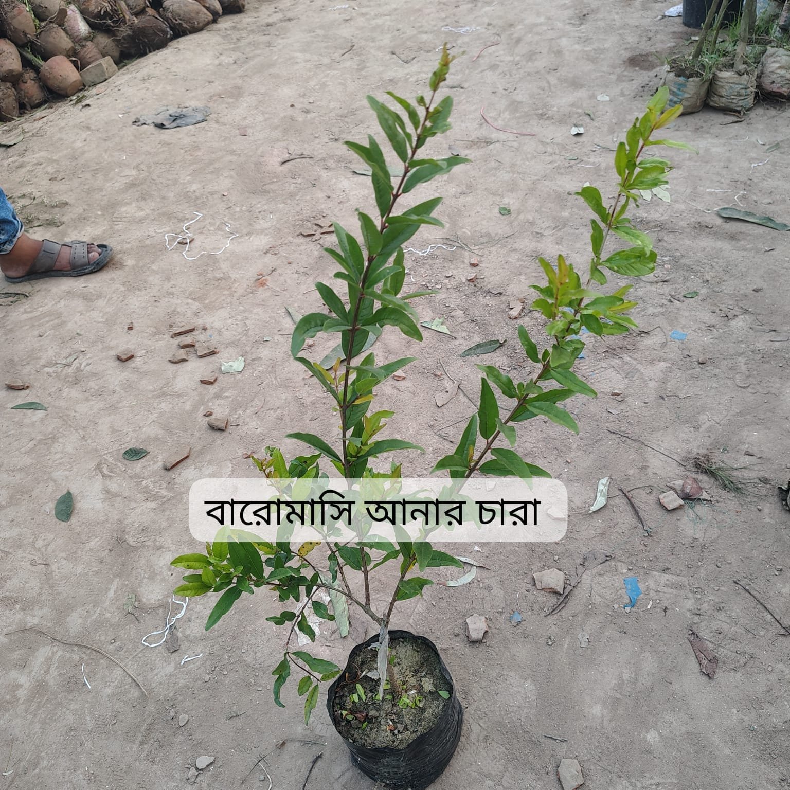 WhatsApp Image 2025-09-06 at 11.35.19 PM