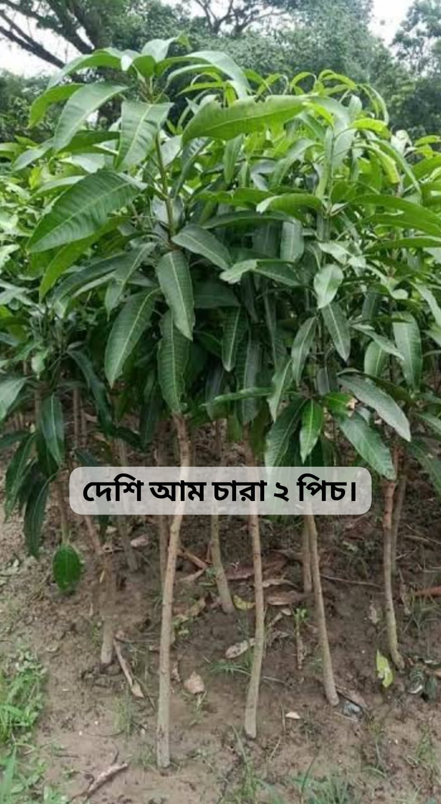 WhatsApp Image 2025-09-06 at 11.36.17 PM