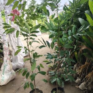 ১০ টি কলম চারার প্যাকেজ মূল্য : ২১৮০ টাকা